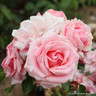 Pretty Polly - Patio Rose