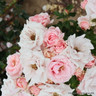 Pretty Polly - Patio Rose