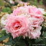 Pretty Polly - Patio Rose