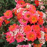 Rainbow Magic - Patio Rose