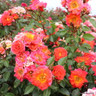 Rainbow Magic - Patio Rose