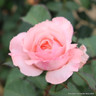 Bride and Groom - Hybrid Tea (Standard Rose)