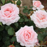 Bride and Groom - Hybrid Tea (Standard Rose)