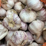 3 x Garlic bulb 'Germidour' (autumn garlic pink)