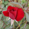 Thinking of You - Hybrid Tea (Standard Rose)