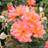 Felicite Perpetue - Climbing Rose