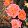 Felicite Perpetue - Climbing Rose