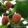Raspberry 'Glen Prosen' - 10 canes