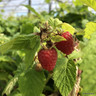 Raspberry 'Glen Prosen' - 10 canes