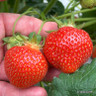 Strawberry 'Eros' - 10 bare root plants