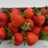 Strawberry 'Renaissance' - 10 bare root plants