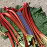 Rhubarb 'Fultons Strawberry Surprise' - 1 crown