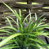 Liriope Muscari 2L