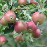 Apple 'George Cave' 2yr Bush tree on MM106 rootstock