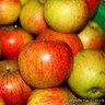 Apple 'Cox Queen' 2yr bush tree on MM106 rootstock