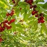 Cherry 'Cherokee' 2yr tree on Colt rootstock