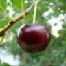 Cherry 'Hertford' 2yr tree on Colt rootstock