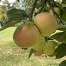 Apple 'Scrumptious' 2yr bush apple tree (MM106 rootstock)