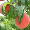 Peach 'Peregrine' 1yr feathered maiden tree on Krymsk 86 rootstock