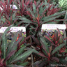 Euphorbia characias 'Miners Merlot'-3L