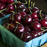 Cherry 'Early Rivers' 2yr Bush tree on Colt rootstock