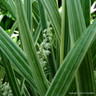 Liriope 'Monroe White' 2L