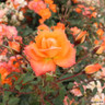 'Wildfire' - Patio Rose