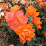 'Wildfire' - Patio Rose