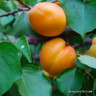Apricot 'Tross Orange' 2yr tree on St Julian A rootstock