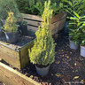 Pice glauca 'Conica' (Dwarf Conifer) 3ltr