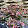 Berberis 'Atropurpurea Nana' 3L