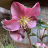 Hellebore 'Ice n Roses' (p13) Hellebore 'Ice n Roses' (p13)