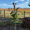 Liquidambar styr. 'Slender Silhouette' 175-200cm (10L)