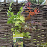 Acer pal. 'Festival' 3L
