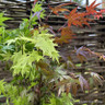Acer pal. 'Festival' 3L