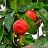 Nectarine 'Humboldt' 2yr old tree on St Julian A rootstock