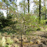 Prunus 'The Bride' (Ornamental Cherry) BAREROOT