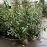 PALLET DEAL 15 x Prunus laur. 'Novita' 125-150cm rootball