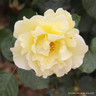 Gardener's Glory - Climbing Rose