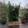 PALLET DEAL 12 x Prunus laur. 'Novita' 175-200cm rootball