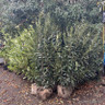 PALLET DEAL 12  x Prunus laur. 'Elly' 150-175cm rootball