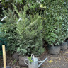 PALLET DEAL 15 x Taxus baccata (Yew) 125-150cm rootball