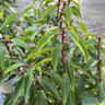 PALLET DEAL 15  x Prunus lus. 'Angustifolia' (Portuguese Laurel) 100-125cm rootball