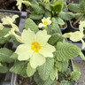 Primula vulgaris (wild primrose)