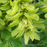 Pleached tree - Carpinus betulus (hornbeam)' 1.8m stem (8/10cm girth)