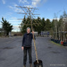 Pleached tree - Malus 'Evereste' (Crabapple)' 1.8m stem (10/12cm girth)