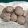 Seed potato 'Maris Bard' (2kg) FIRST EARLY