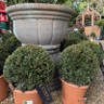 Taxus baccata (Yew) ball 35-40cm