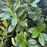 Prunus laur. 'Novita' 200-225cm (77L)