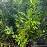Prunus laur. 'Novita' 200-225cm (77L)
